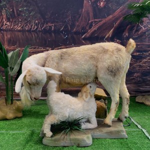 Model Kambing biri-biri