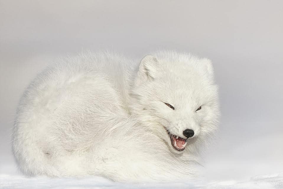 Arctic fox