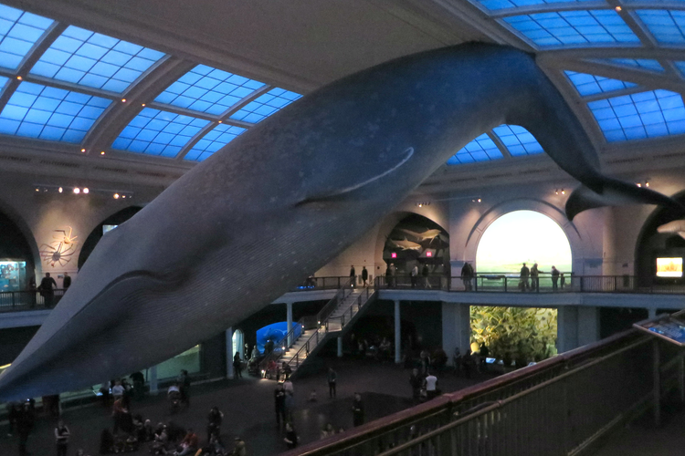 Model modré velryby v Americkém muzeu národní historie