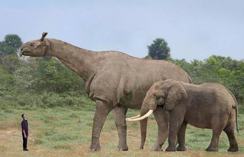 Baluchitherium өлчөмү