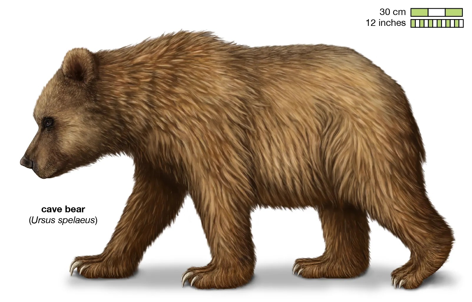 Cave bear