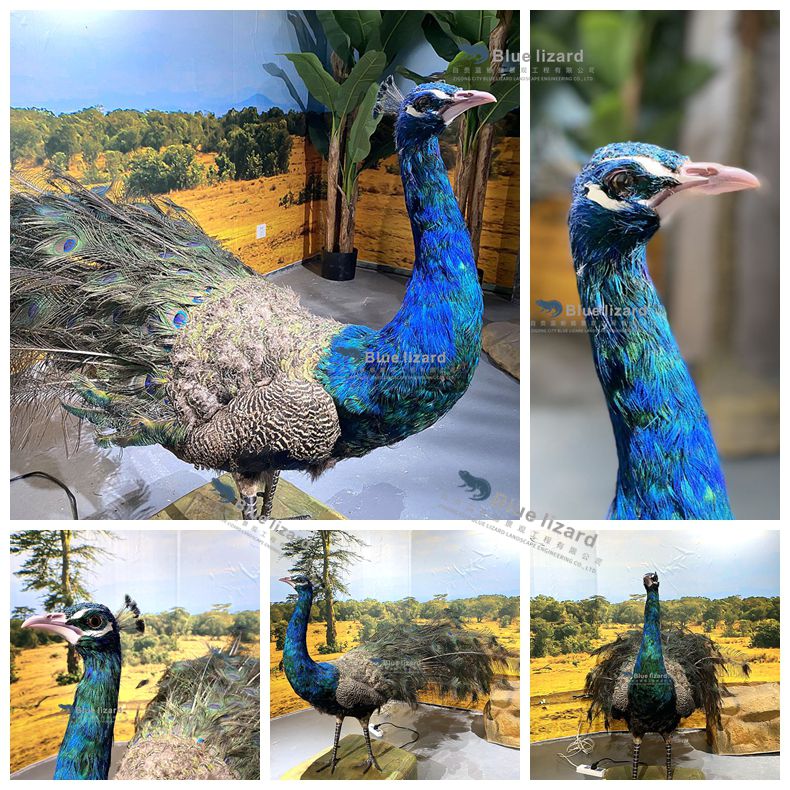 Peacock