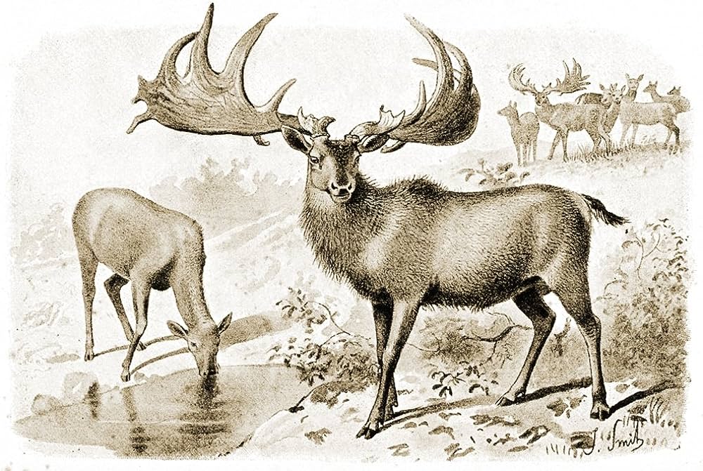 Megaloceros giganteus eller jättehjort