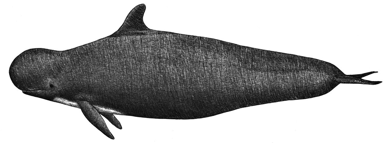 Blunt-Snouted Delfin