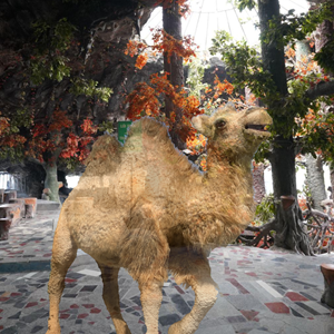 simulation na kamelyo