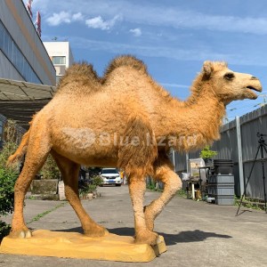 Simulated Camel Replicas models