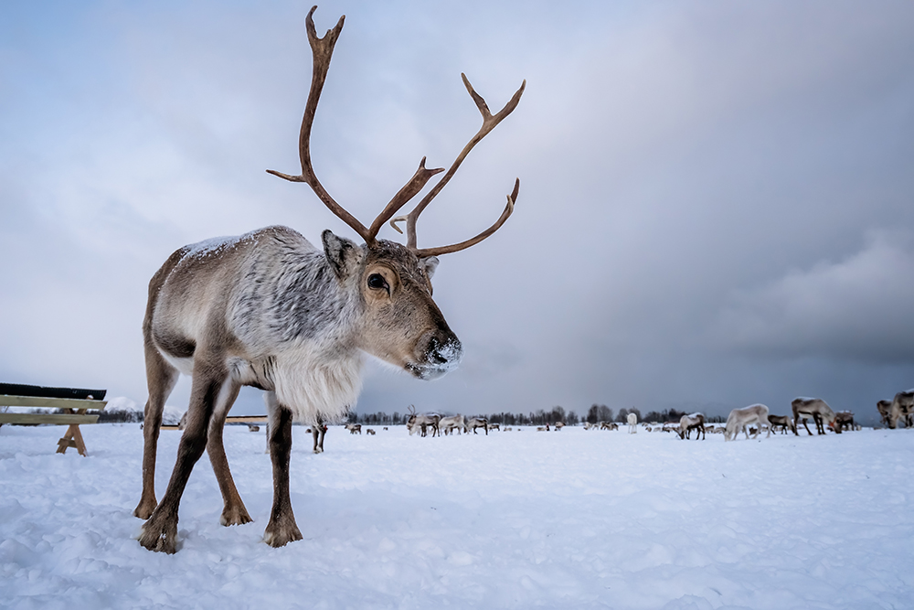 a reindeer 